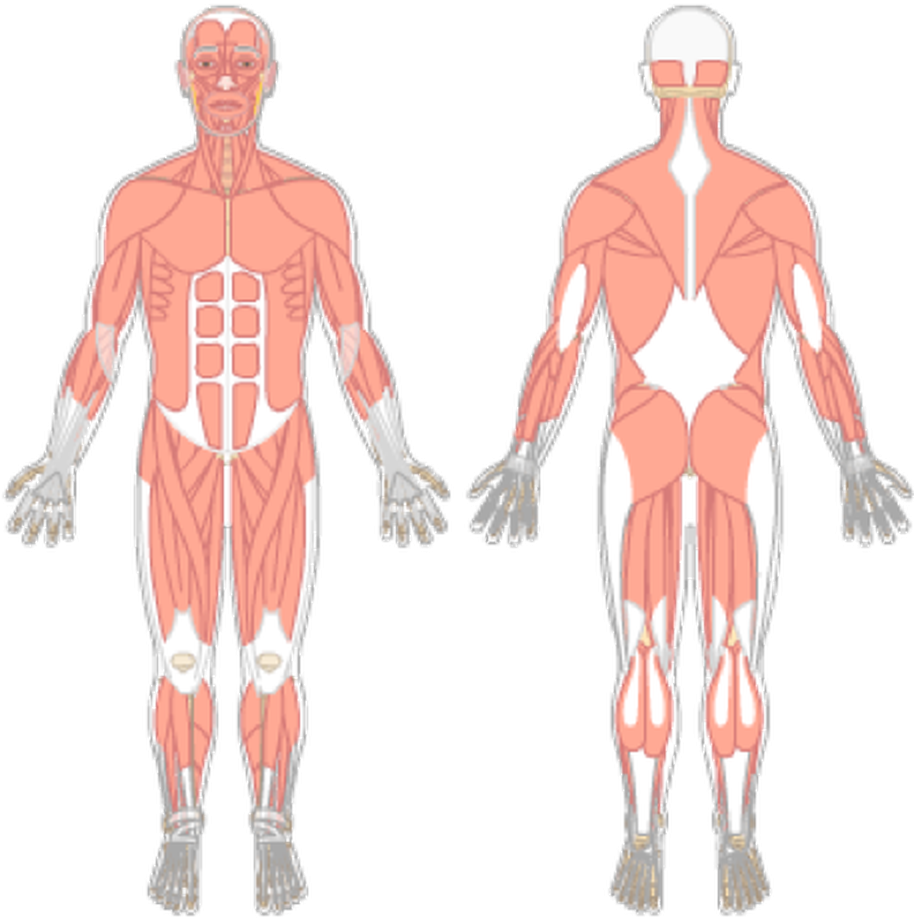 Soreness body map